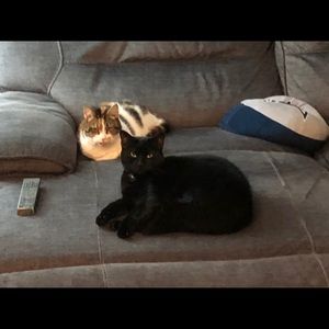 Meet your Posher, Dawn